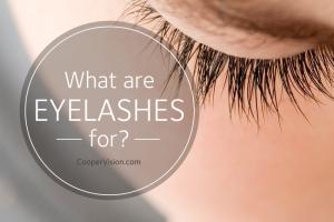 What are eyelashes for?